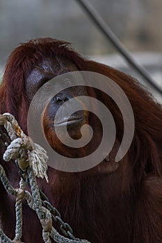 Bornean orangutan - Pongo pygmaeus photo