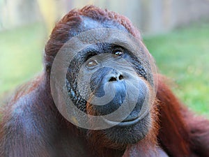 The Bornean orangutan (Pongo pygmaeus). photo