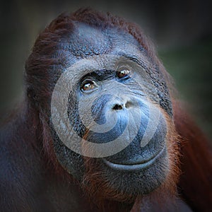 The Bornean orangutan (Pongo pygmaeus). photo