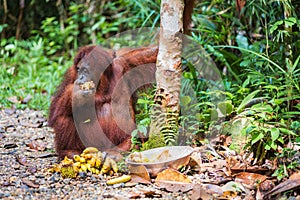 Bornean Orangutan, Pongo pygmaeus in Latin name, in Nature Reserve in Kuching, Sarawak, Malaysia