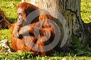 Bornean Orangutan. Dublin zoo. Ireland photo