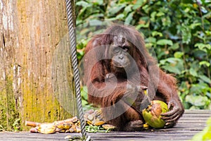 Bornean orangutan Pongo pygmaeus in Sepilok Orangutan Rehabilitation Centre, Borneo island, Malays