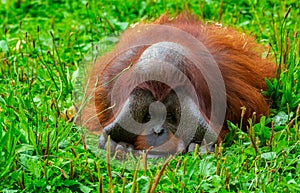 Bornean orangutan Pongo pygmaeus is a species of orangutan native to the island of Borneo. photo