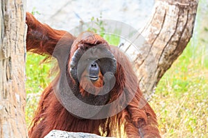 Bornean orangutan(Pongo pygmaeus) in Thailand