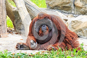 Bornean orangutan(Pongo pygmaeus)