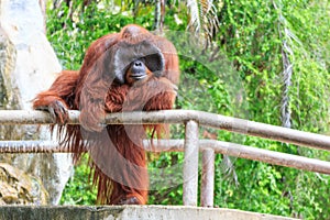 Bornean orangutan(Pongo pygmaeus) in Thailand