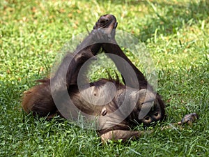Bornean Orangutan, Pongo. pygmaeus, is threatened by the feeling of rainforests in Borneo