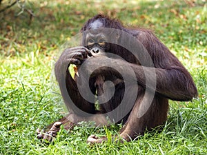 Bornean Orangutan, Pongo. pygmaeus, is threatened by the feeling of rainforests in Borneo