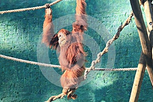 Bornean orangutan (Pongo pygmaeus) in toy rope structure, bornean simian, big monkey, tropical mammal species photo