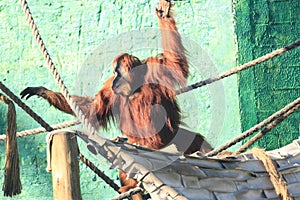 Bornean orangutan (Pongo pygmaeus) in toy rope structure with a fruit in his mouth, bornean simian, big monkey photo