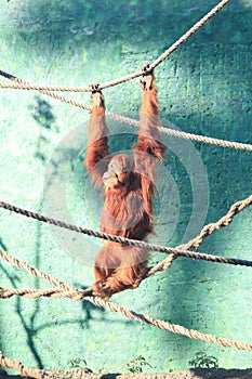 Bornean orangutan (Pongo pygmaeus) in toy rope structure playing with himself, bornean simian, big monkey photo