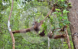 Bornean orangutan Pongo pygmaeus on the tree under rain in the wild nature. Central Bornean orangutan Pongo pygmaeus wurmbii