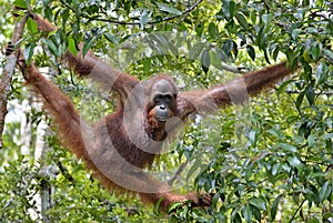 Bornean orangutan Pongo pygmaeus on the tree under rain in the wild nature. Central Bornean orangutan Pongo pygmaeus wurmbii