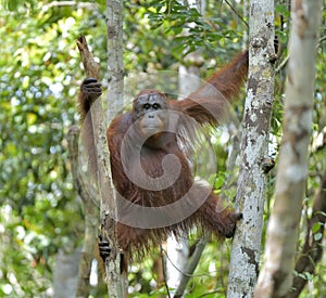 Bornean orangutan Pongo pygmaeus on the tree in the wild natur