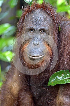 Bornean orangutan Pongo pygmaeus under rain. Close up