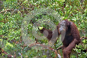 Bornean orangutan Pongo pygmaeus under rain