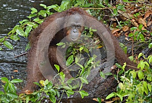 Bornean orangutan Pongo pygmaeus under rain in the wild nature. Central Bornean orangutan Pongo pygmaeus wurmbii on the tree