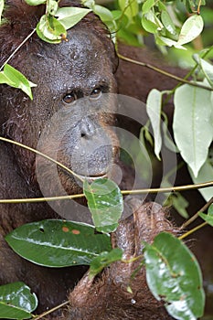 Bornean orangutan Pongo pygmaeus under rain .