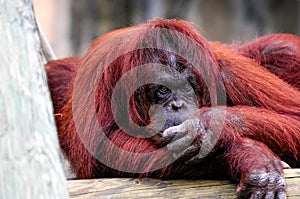 Bornean Orangutan Relaxing photo