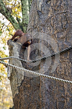 Bornean Orangutan is seen climbing a tree at the Atlanta Zoo