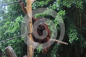 Bornean orangutan sitting on a wooden branch.