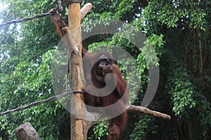 Bornean orangutan sitting on a wooden branch.