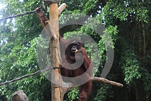 Bornean orangutan sitting on a wooden branch.