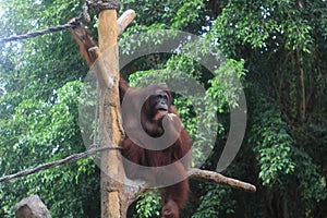 Bornean orangutan sitting on a wooden branch.