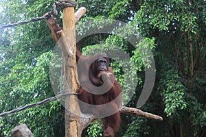 Bornean orangutan sitting on a wooden branch.