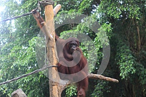 Bornean orangutan sitting on a wooden branch.