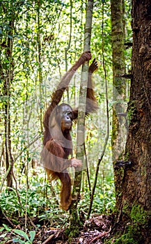 Bornean Orangutan on the tree in a natural habitat.