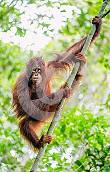 Bornean orangutan on the tree. Pongo pygmaeus