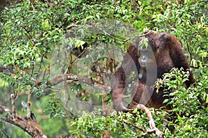 Bornean orangutan under rain on the tree in the wild nature. C