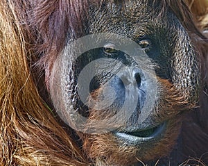 Bornean Orangutan in zoo