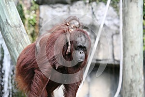 Bornean Orangutans
