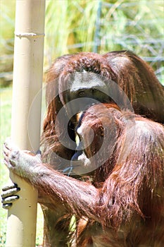 Bornean Orangutans