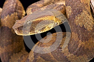 Bornean pit viper (Trimeresurus borneensis )