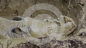 Bornean rhino sleeping in the mud bath