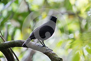 Bornean whistling thrush