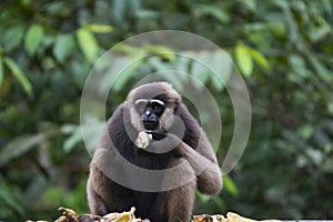 The Bornean white-bearded gibbon Hylobates albibarbis, Indonesia