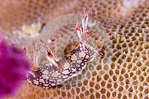 Bornella anguilla, Nudibranch, Sea Slug