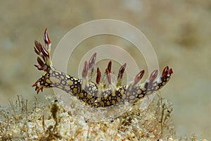 Bornella anguilla, Nudibranch, Sea Slug