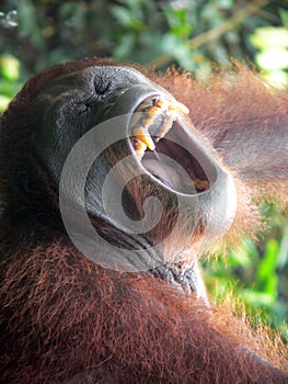 Borneo. Adult Orangutan