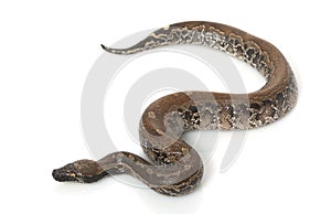 Borneo Black Blood Python