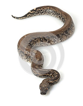 Borneo Black Blood Python