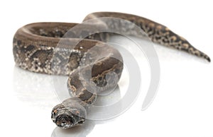 Borneo Black Blood Python