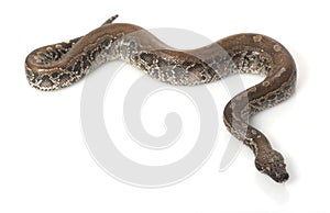 Borneo Black Blood Python