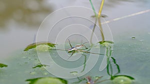 Borneo common water strider
