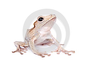 Borneo eared frog on white background