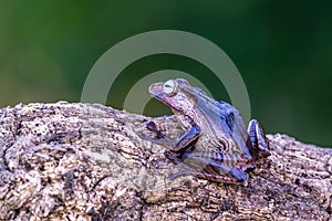 Borneo eared tree frog, polypedates otilophus